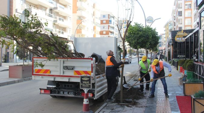 YENİ AĞAÇLAR..!