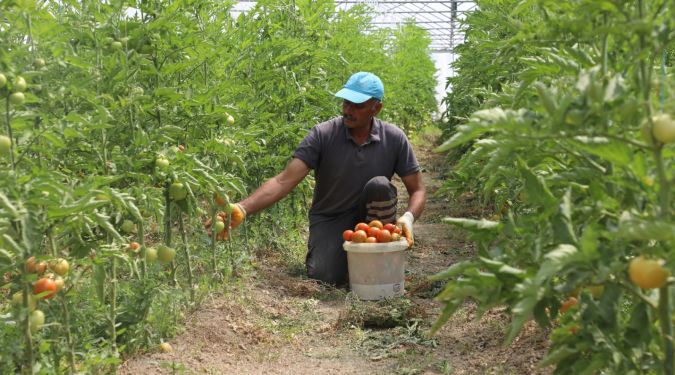 GÜRPINAR'DA HASAT ZAMANI