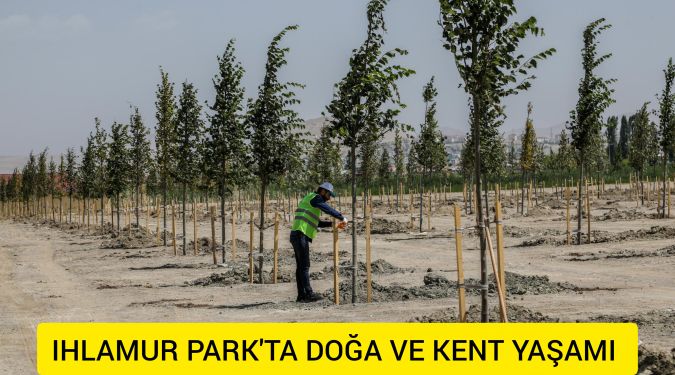 420 ADET IHLAMUR AĞACI OLACAK